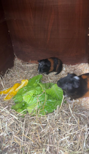 Beautiful 12 week old Guinea pigs