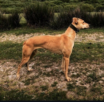Lurcher pups for sale