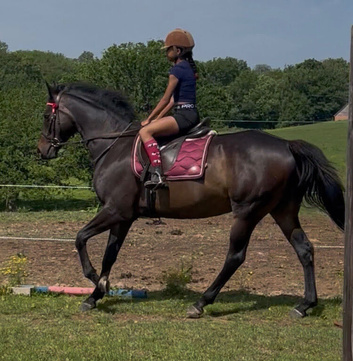 Genuine and honest gelding