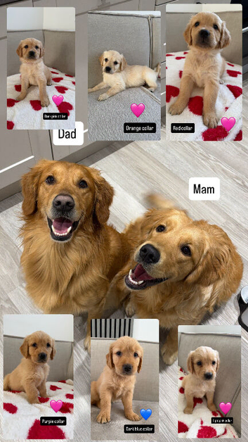 Golden retriever puppies