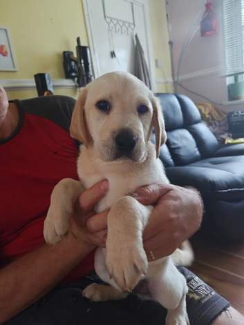Beautiful puppies