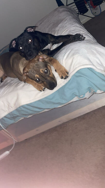 5 pups ready to rehome