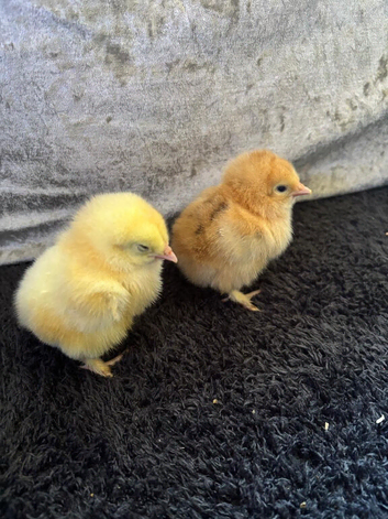 Different variety of bantams for sale