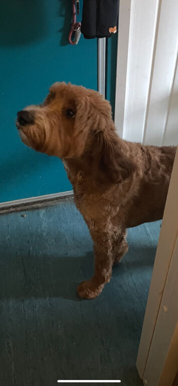 Mabel 16 month old labradoodle