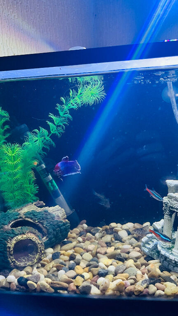 Betta young male