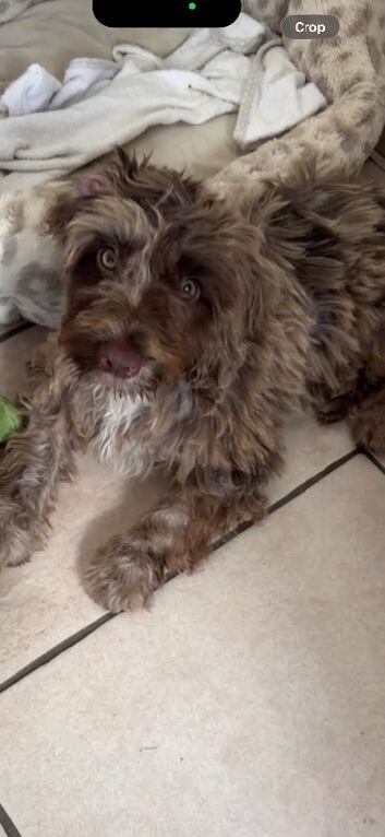 Cockapoo 6 months old