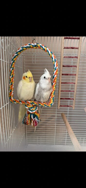 1 hand reared unsexed white cockatiel & 2 cockatiels, not hand reared, yellow and white is a female and the grey and white one is a male