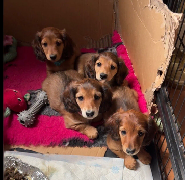 4 x female miniature long haired dachshunds