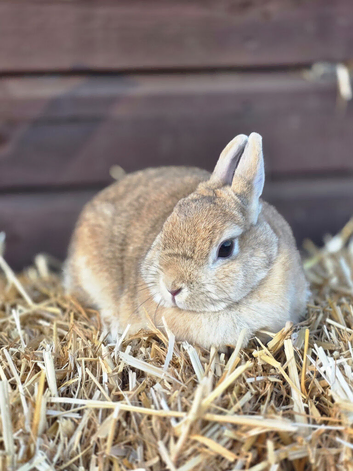 Show quality netherland Dwarf doe