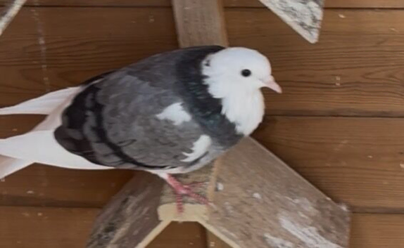 Roller pigeons