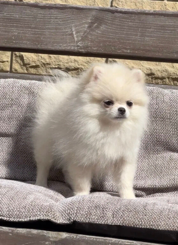 Adorable Mini Pomeranian Puppies