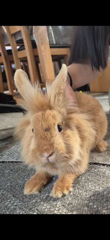Beautiful male lionhead