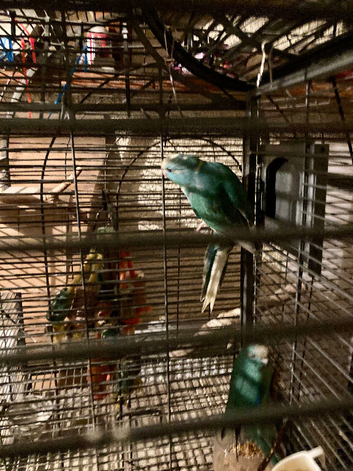 Kakarikis looking for new homes Now