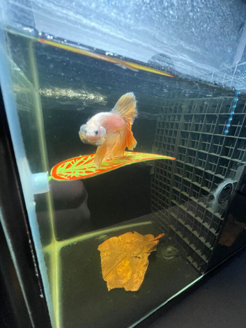 Betta fish