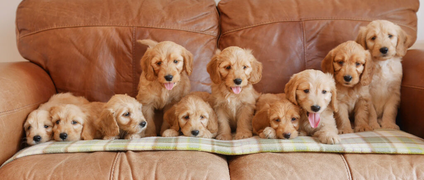Stunning Health Tested Miniature Goldendoodle Puppies