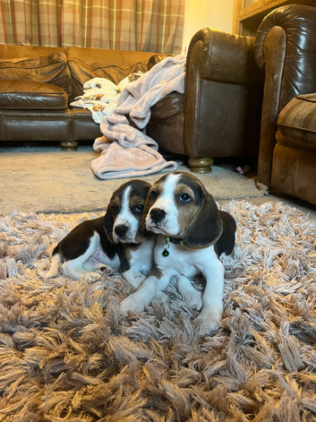 Full show type beagles