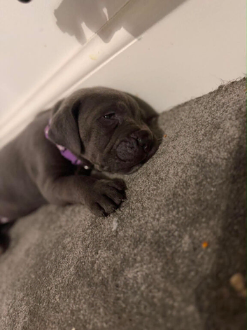 Cane Corso Puppies