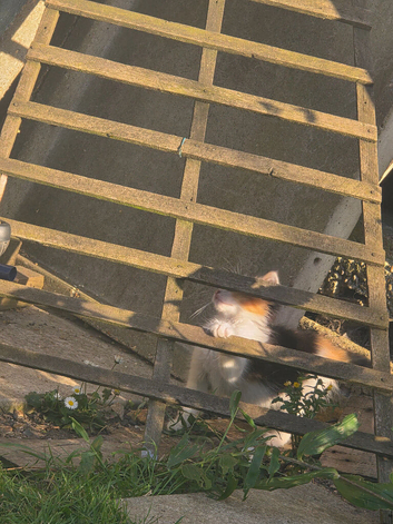Kitten