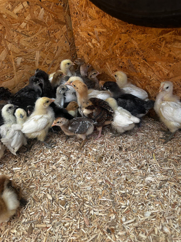 Chicks from day olds