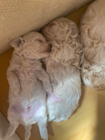 Toy maltipoo puppies forever homes only
