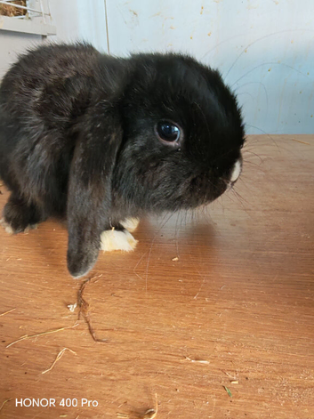 Pure Bred Mini Lop Boy