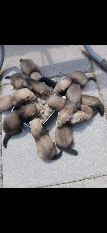 Ferrets