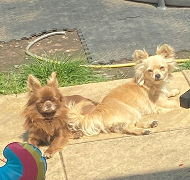 Long haired chihuahua pups