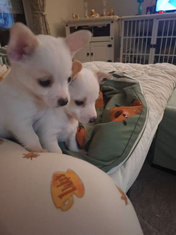 Beautiful Jack Russell pups for sale!