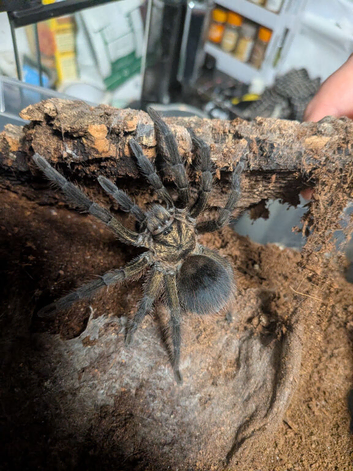 Tarantula