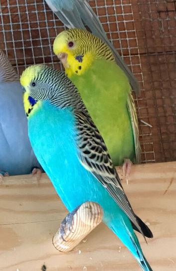 Proven pair dun fallow
