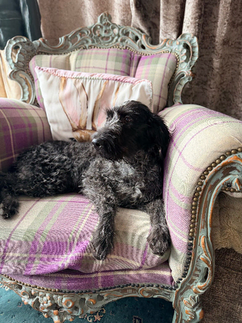 Lovely girl needing a family home