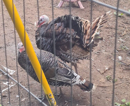 Mating pair turkeys