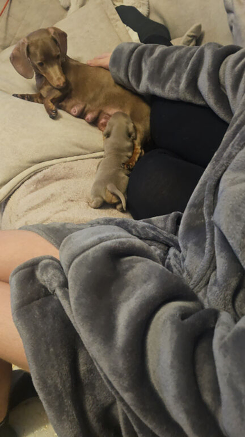 Miniature dashund for sale