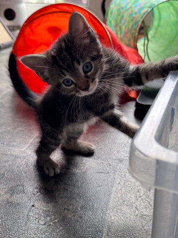 Kittens