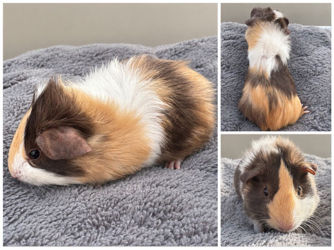Baby Female tri colour Abyssinian guinea pig