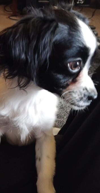 Urgent home needed beautiful chihuahua x shitzu