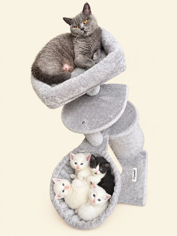 &pound;200 ONLY ONE MALE KITTEN LEFT BSH