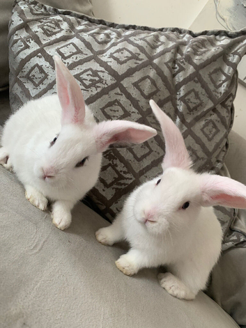 Adorable Baby bunnies ready for there forever homes  3rd of may