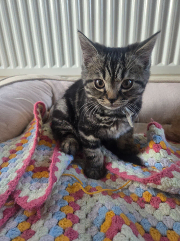 Tabby Kittens for sale