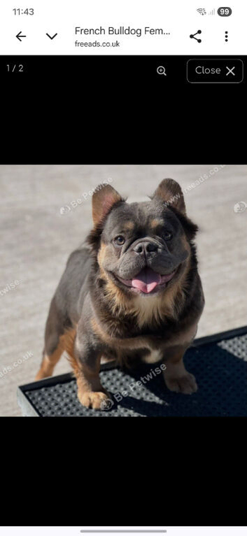 Fluffy french bulldog bitch 2 yr