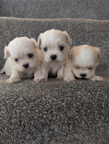 Stunning malshi puppy's