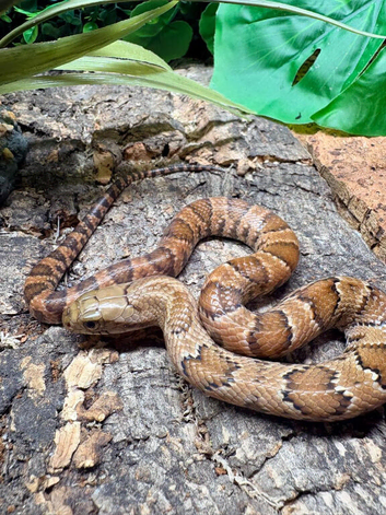 Hypo False Water Cobra at Birmingham Reptiles