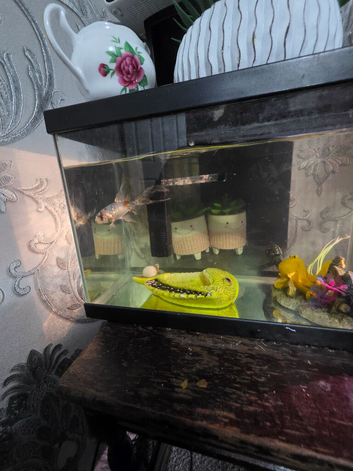 Goldfish