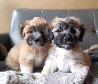 Lhasa-chon puppies for sale