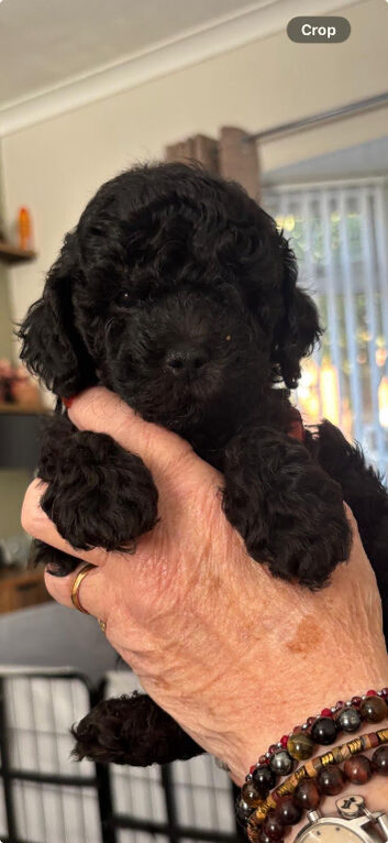 F1bb cockerpoo puppies