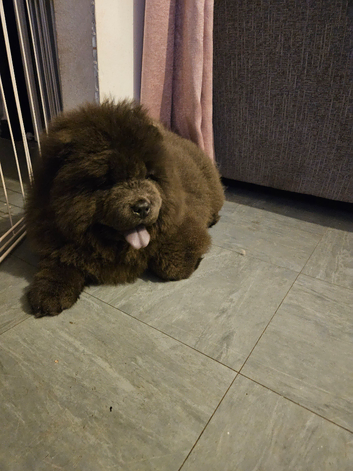 Ghost The Chow ' 9Months