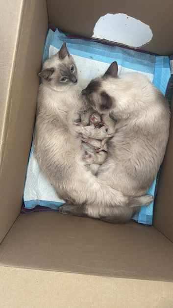 Pure ragdoll