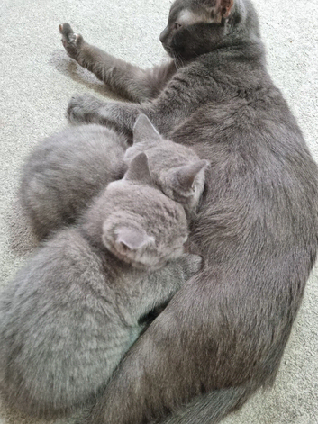 2 cute BSH cross Blue Russian male kittens.