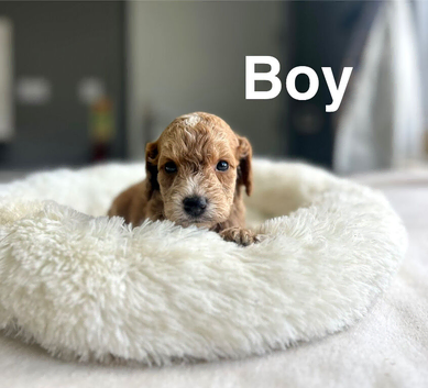 Lovely cockapoo puppies ready from 7th November