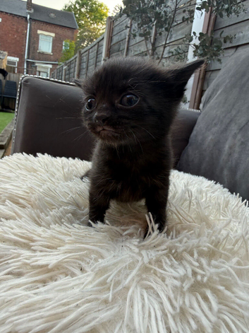 Black kitten Ready